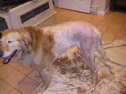 Check spelling or type a new query. Shaving Your Golden Retriever Cheap Online