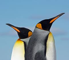 Would You Love To Visit The King Penguins In South Georgia Head Over To Our Website To See All Available Trips That Will T Penguins King Penguin Cute Penguins