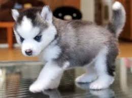 Healthy puppies for caring families. Husky For Sale In Nc Petswall