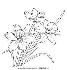Daffodil Spring Flower Or Narcissus Isolated On White Vector Illustration Flower Drawing Flower Line Drawings Drawings