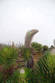 Image result for Lobelia chireensis