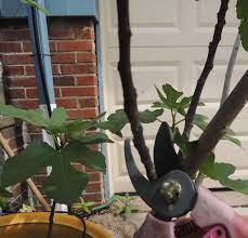 Figs have been cultivated and eaten for centuries and were first introduced to the u.s. Pruning Fig Trees When Can I Prune My Container Fig Tree