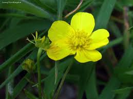 Image result for Ranunculus oreophytus