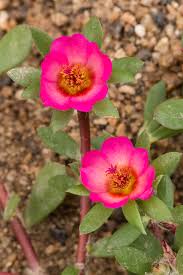 Image result for Portulacaceae
