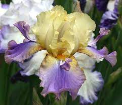 Tb Iris Germanica Oasis Dragon Chadwick 2001 Bearded Iris Iris Flowers Beautiful Flowers