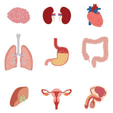 Download Free Human Body Parts Collection Svg Dxf Eps Png New Svg File Scalable Vector Graphics