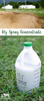 The Best Homemade Fly Spray Reformation Acres Fly Spray Homemade Fly Spray Fly Spray For Horses