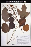 Image result for Eriocaulon teusczii