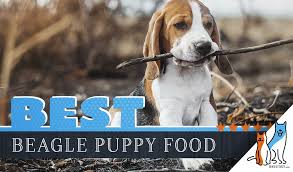 7 Best Puppy Foods For Beagles With Our 2019 Feeding Guide