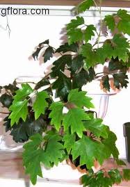 Image result for Rhoicissus rhomboidea