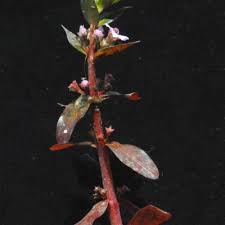 Image result for Nesaea crassicaulis