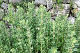 These plants thrive in desert environments, so it is very important not to over. Lebanese Zaatar Plant