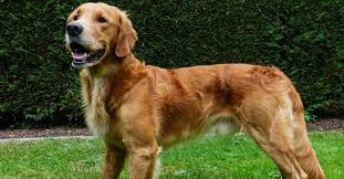 Labrador retriever puppies & dogs for sale/adoption. The Truth About Short Haired Golden Retrievers Golden Hearts