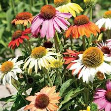 This is the 3rd plant (the other 2 were at our beach ho. 50 Dwarf Coneflower Mix Seeds Echinacea Flower Perennial Bloom Flowers Seed 33 Ebay Rose Seeds Partial Shade Flowers Flower Seeds