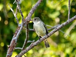 Image result for Heinsia zanzibarica