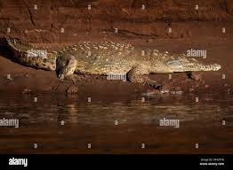 Nile Crocodile - Wikipedia