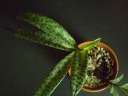 Image result for Ledebouria Unidentified sp. no5.