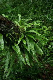 Image result for Lepisorus excavatus