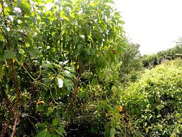 Image result for Croton inhambanensis