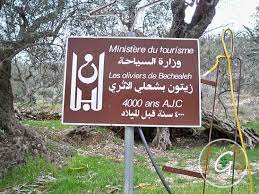 قضاء البترون في صور زيتون بشعلة الأثري highway signs novelty sign novelty