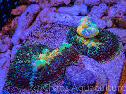 Powerball Bounce Mushroom Chaosaquaculture Com
