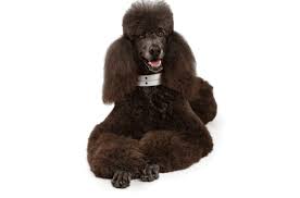In parti and solid are black, brown, cream, blue and phantom. Poodle Standard Puppies For Sale In Texas Adoptapet Com