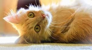 Pin On Exclusively Cats Blog