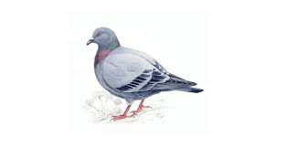 Affordable and search from millions of royalty free images, photos and vectors. Rock Dove Bird Facts Columba Livia The Rspb