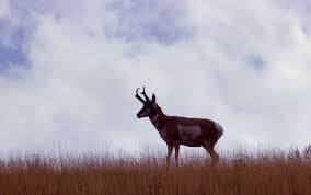 Yellowstone's Photo Collection