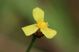 Image result for Xyris