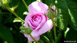 There is no better way than greeting them with some most beautiful symbol of love like red roses with birthday wishes. Happy Birthday Song With Roses Beautiful Flowers Pictures Wishing Happy Birthday To You Video Dailymotion