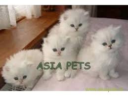 Cats for sale who need a home. Persian Cats For Sale In Guwahati Best Price