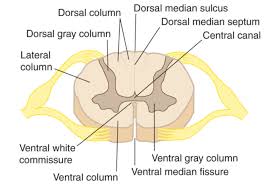 Draw anything from flowcharts to uml , sitemaps and ui mockups right. Draw A Labelled Diagram Of The Ts Of The Spinal Cord Class 11 Biology Cbse