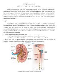 Sistem urinaria adalah sistem organ yang berfungsi untuk menyaring dan membuang zat limbah sistem urinaria atau saluran kemih terdiri dari ginjal, kandung kemih, ureter, dan juga uretra (saluran. Histologi Sistem Urinaria