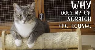 Is there something to keep cats from scratching the furniture? Why Your Cat Scratches The Lounge And How To Stop It Cat Utopia Resort Spa