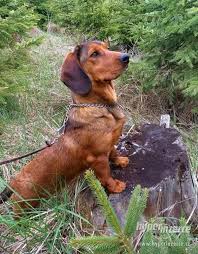 Image result for alpský brakýř jezevčíkovitý