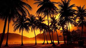 Resultat De Recherche D Images Pour Fond D Ecran 4k Pour Pc Palm Trees Wallpaper Sunset Photos Palm Tree Pictures