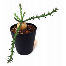 Image result for Euphorbia fanshawei