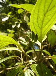 Image result for Cornus volkensii