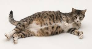 Sebelum menjawab persoalan berapa lama kucing bunting, mari bincang terlebih dahulu kucing akan mula matang pada usia seawal 6 bulan. Merawat Kucing Hamil Dokter Hewan 02 Ugm