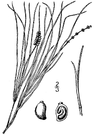 Image result for Stuckenia