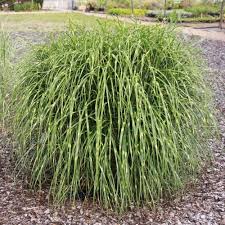 Chinaschilf Miscanthus Sinensis Little Zebra In 2020 Tuin Zebra S