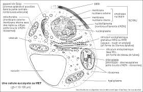Je passe le harnais de l'élévateur derrière son dos, puis en dessous de ses bras, en levant les bras, en lui demandant, si elle peut, de bonjour je suis entrain de me resnseigner pour passer ma vae aide soignante je vois que vous l'avez vous même passé pouvez. Structure En Microscopie Electronique D Cellule Animale Microscope Electronique Cellules