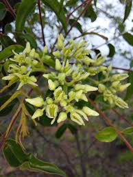 Image result for Kirkiaceae