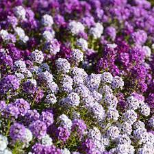 We did not find results for: Alyssum Seeds Ground Cover Seed Mix