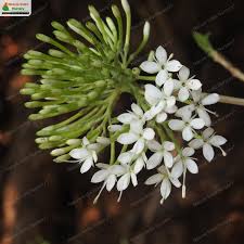 Image result for Pavetta