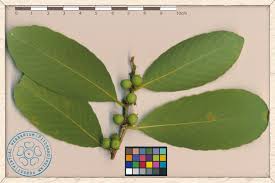 Image result for Bridelia