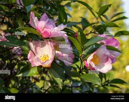 Image result for Theaceae