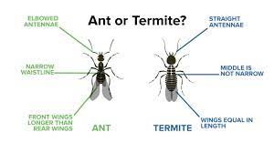 Say goodbye to ants, roaches, bed bugs, & general pests with a&a pest control today! Ban A Bug Pest Control Inc Home Facebook