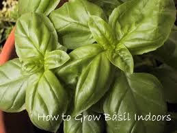 Soil too rich in organic matter or nitrogen will result in lush foliage but low oil content which can. How To Grow Basil Indoors Growing Basil Herb On Your Windowsill
